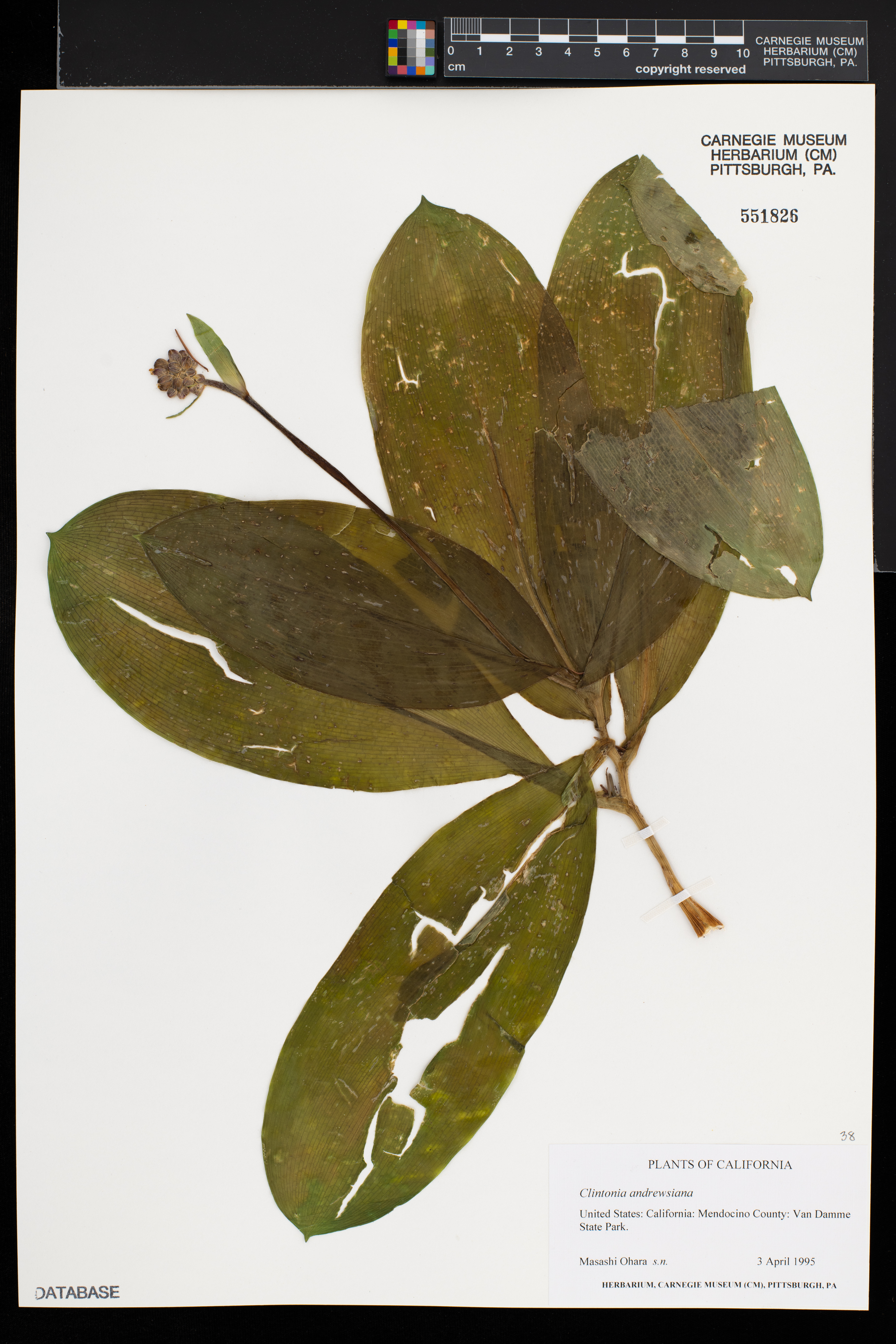 Clintonia andrewsiana image