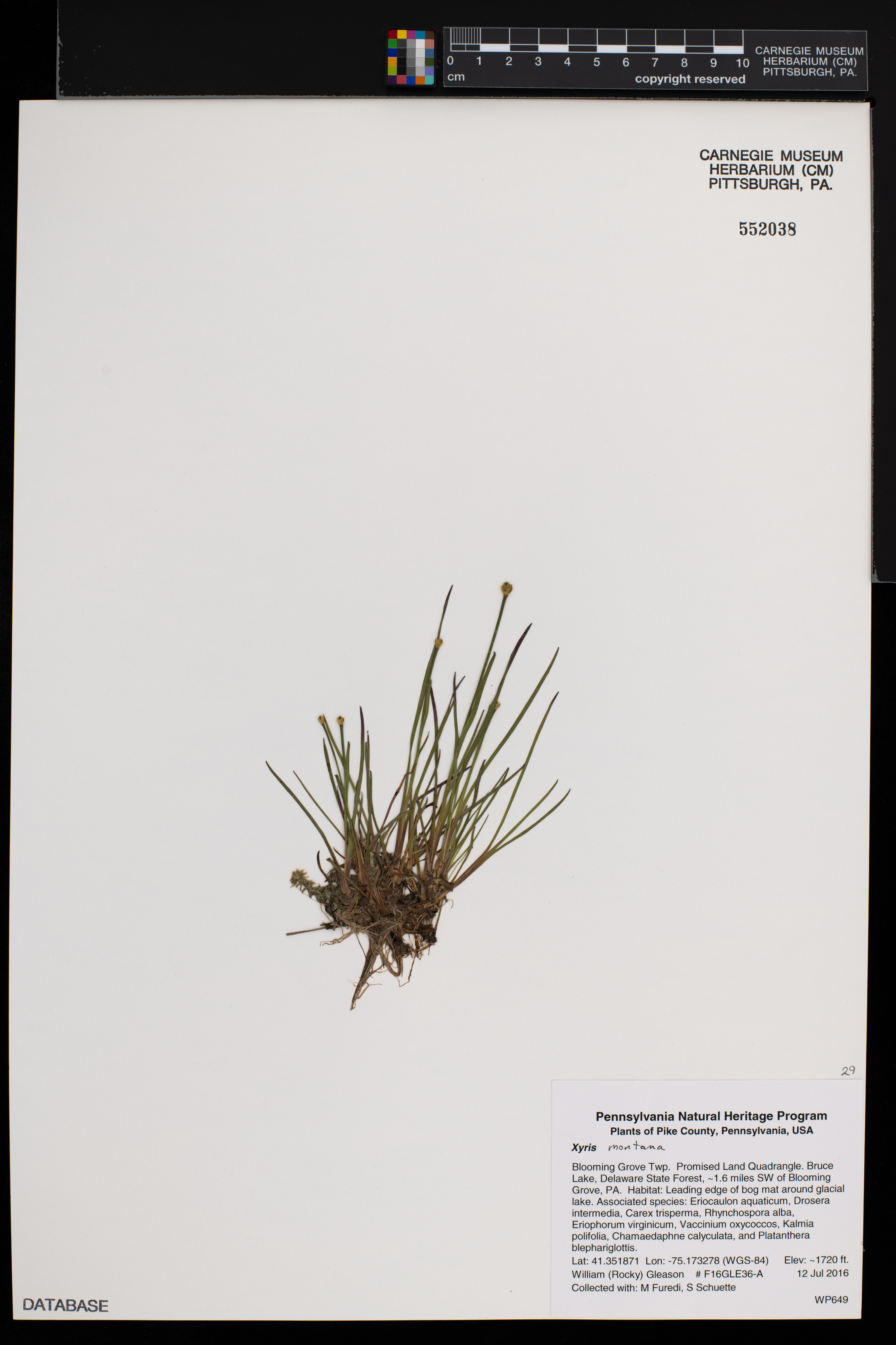 Xyris montana image
