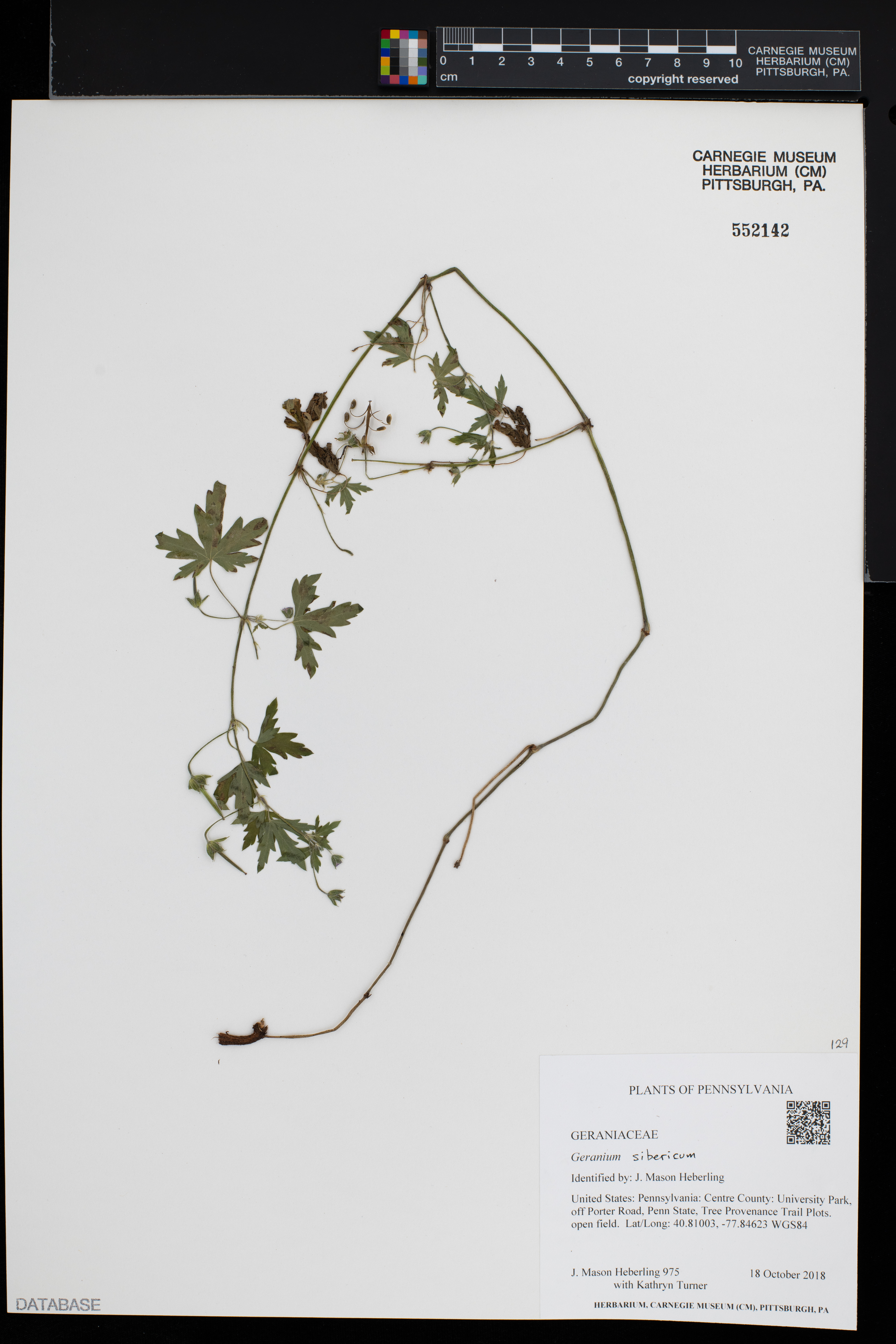 Geranium sibiricum image