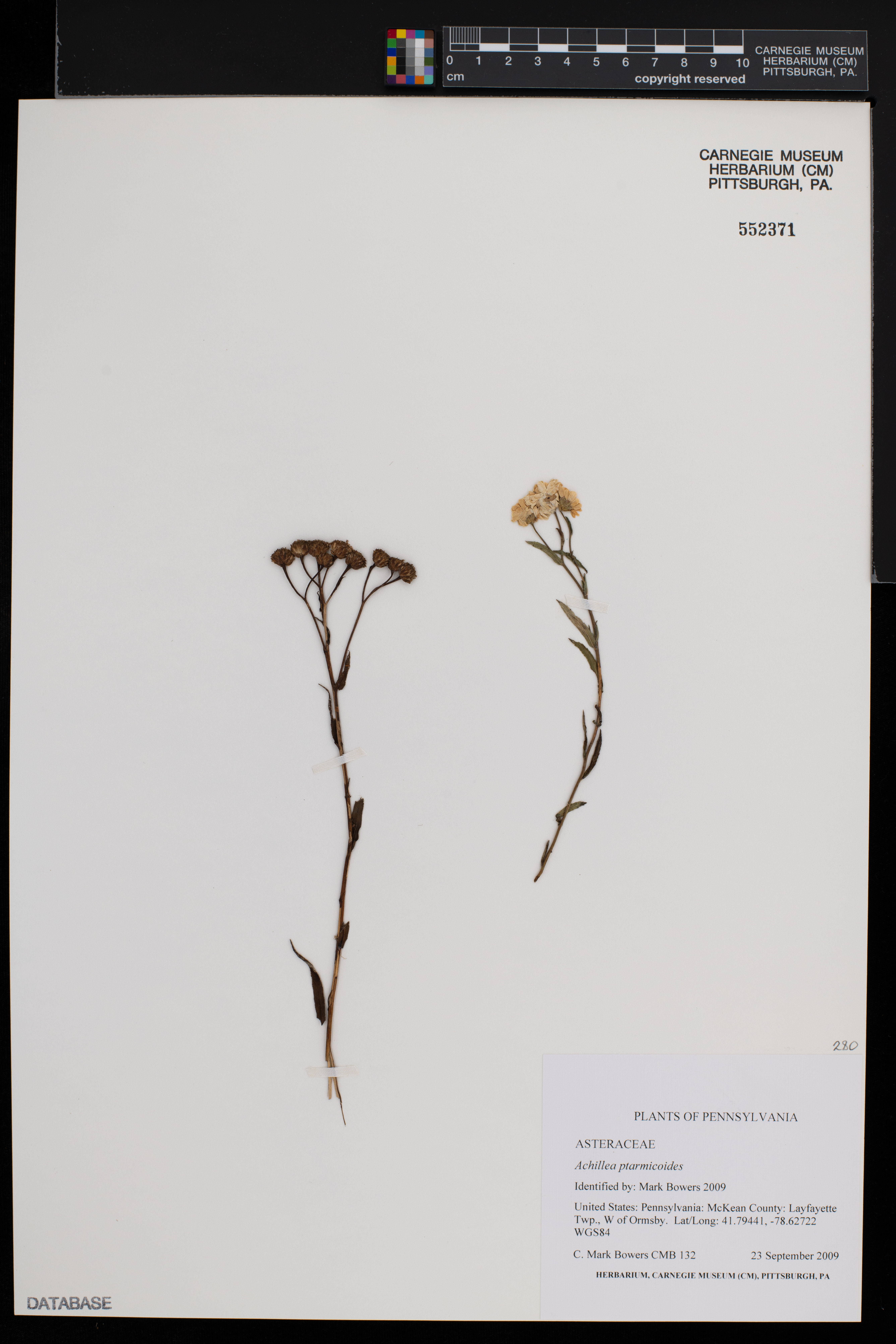Achillea ptarmicoides image