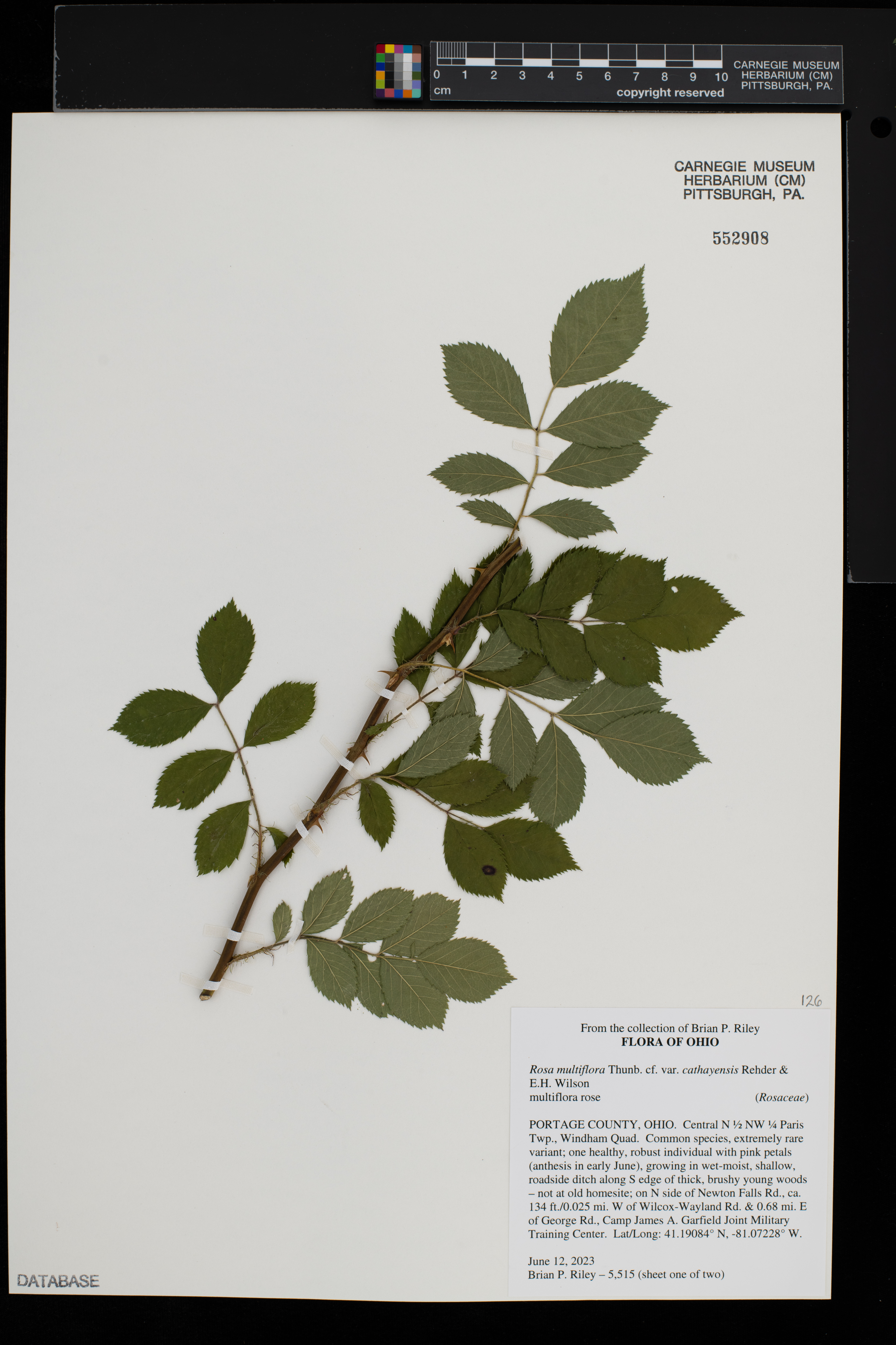 Rosa multiflora var. cathayensis image
