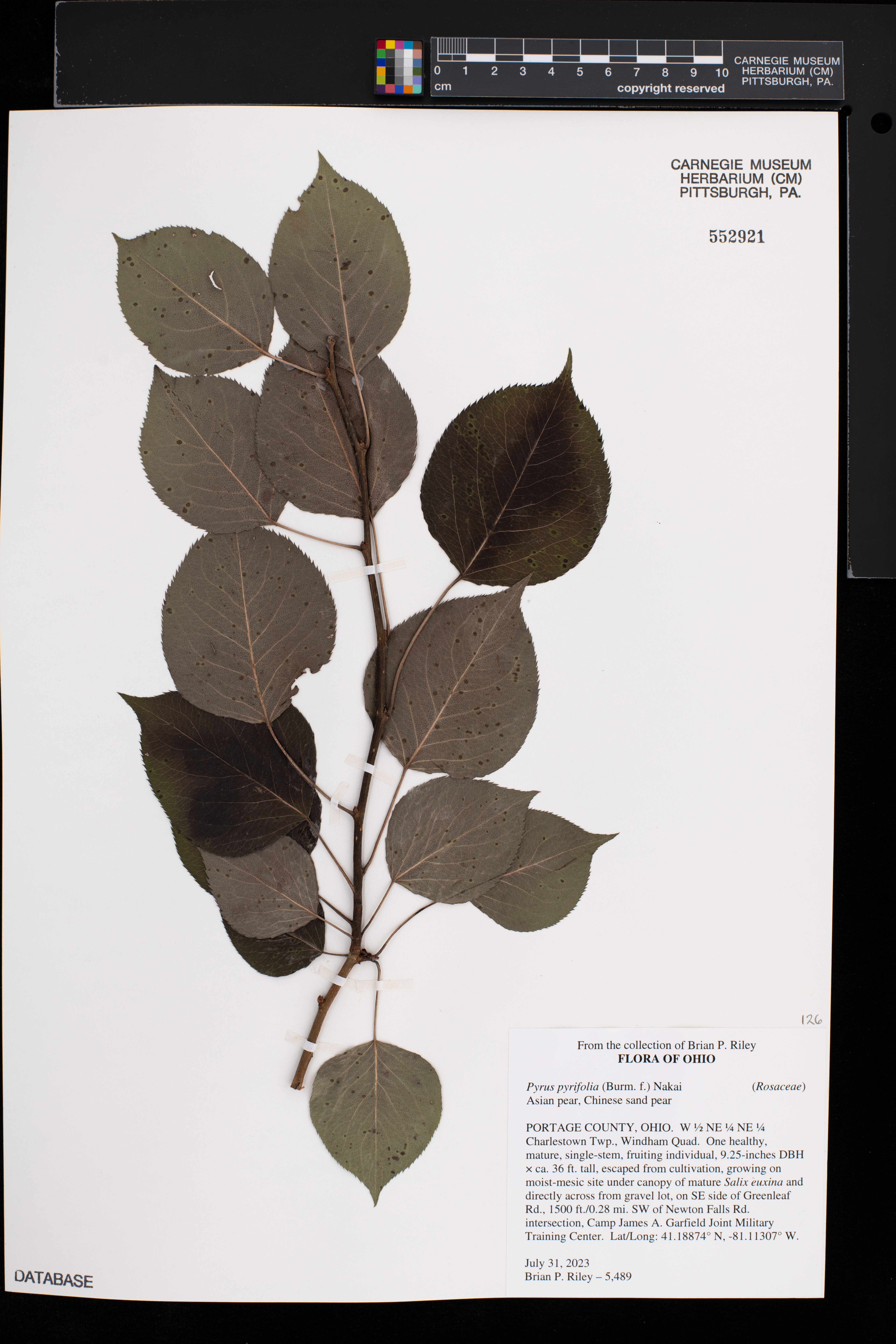 Pyrus pyrifolia image