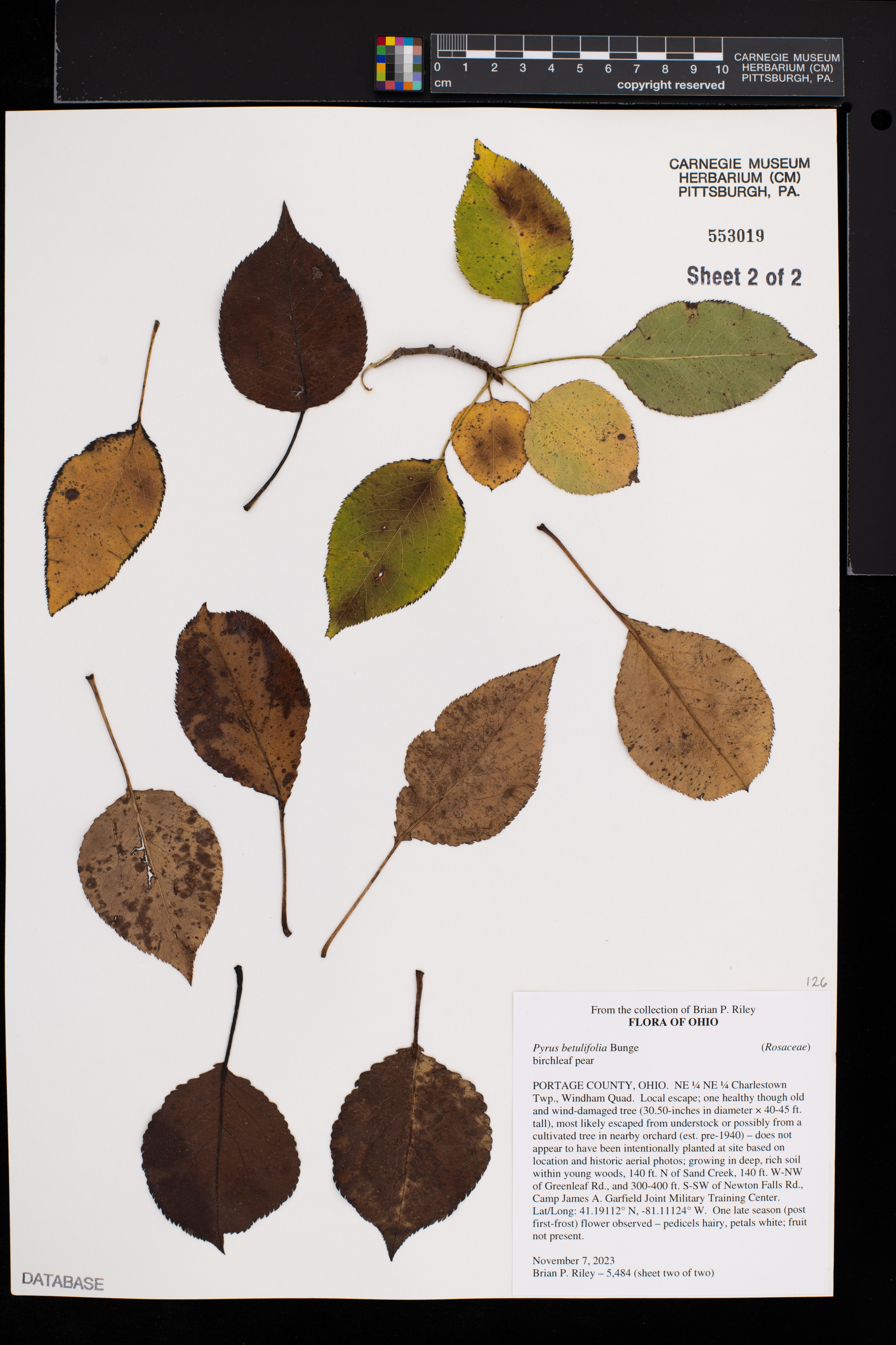 Pyrus betulifolia image